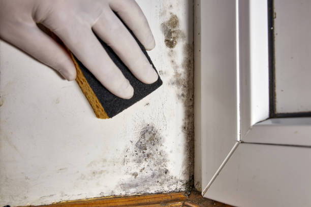 Best Attic Mold Removal  in East Glenville, NY